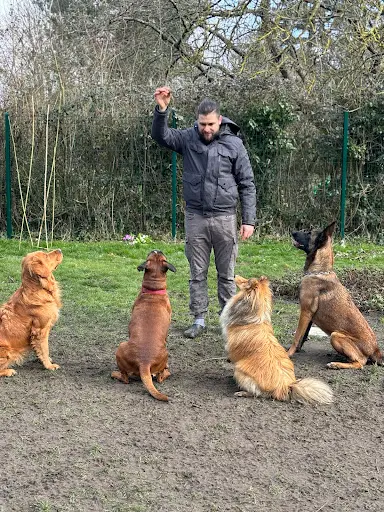 Au Royaume des Petits Vikings - Pension Canine Oise & Transport Chiens Paris