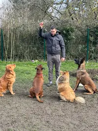 Au Royaume des Petits Vikings - Pension Canine Oise & Transport Chiens Paris