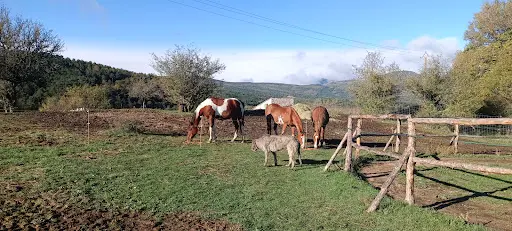 Le Cheval Sans Fers Sans Mors Avec Virginie Hulin