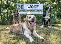 Woof Education Pour Chiens
