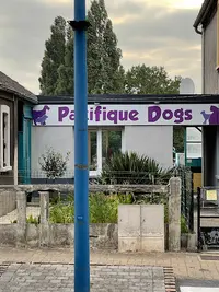 Pacifique Dogs