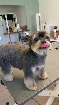 My Dog