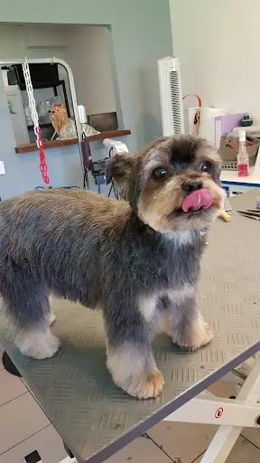 My Dog