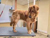 Au Chien Coquet
