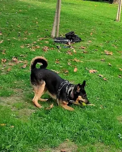 Rsd.dog