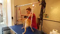 Un Temps d'Chien