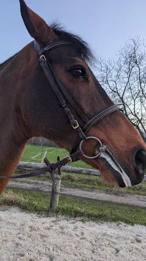 Centre Equestre du Rif