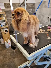 Chien Beauté Tullins (sur Rendez-vous)