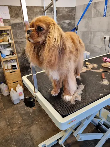 Chien Beauté Tullins (sur Rendez-vous)
