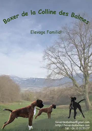 Elevage de la Colline des Balmes