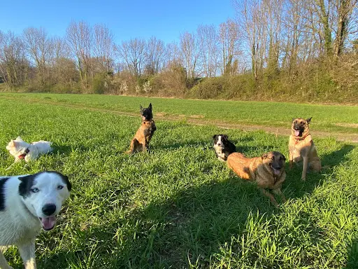 Entre Chiens