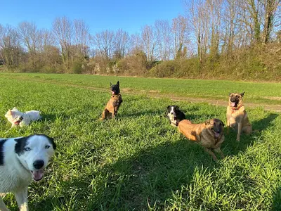 Entre Chiens