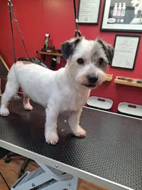 Rebel Dog Salon de Toilettage