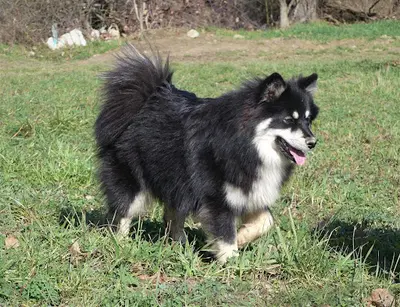 Les Loups de Laponie - Elevage Canin