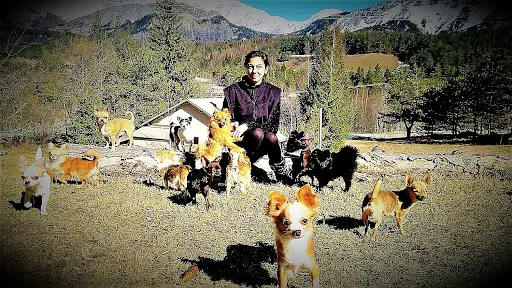 Élevage Passionnel de Bouledogue Exotique Chihuahua et Spitz