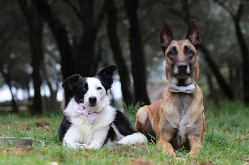 Cynofocus - Éducateur Comportementaliste Canin