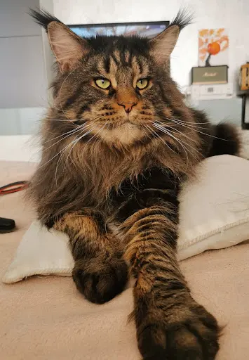Chatterie l'Astre du Lion - Elevage de Maine Coon