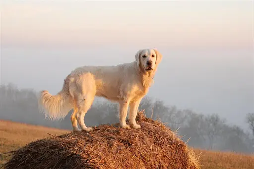 Goldens des Rives de la Bidouze