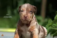 Jaguar Bully Kennel