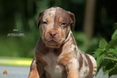 Jaguar Bully Kennel