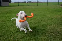 Culture Canine - Educateur Canin - Pension Canine