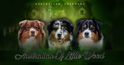 Australian Of Little Wood