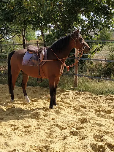 Ecurie Deneuville Écuries Deuncal