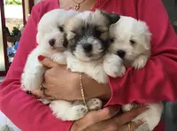 Vishka Land - Elevage Familial de Coton de Tulear