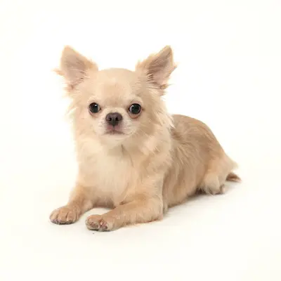 Élevage de la Daronne - Élevage Chihuahua & Spitz Lof