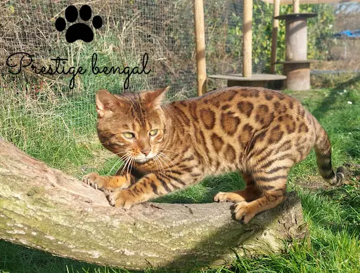 Prestige Bengal