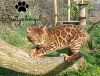 Prestige Bengal
