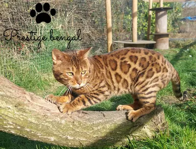 Prestige Bengal