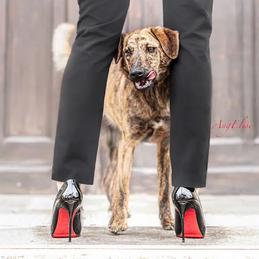 Le Chien Corse Ditg