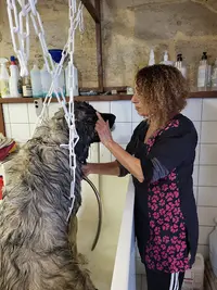 Dog Toilettage
