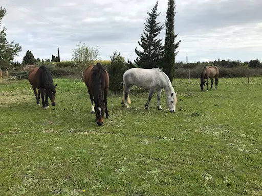 Ecurie Uzès Equitation