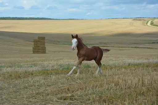 Quarter Horse 55