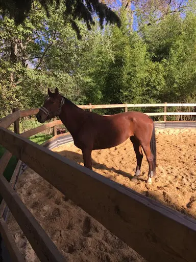 Ecurie Cdb Equitation