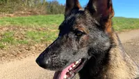 Pension Canine du Bonheur d'Émir