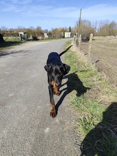 Chez Polly Dog Éducateur Canin Orne / Sarthe / Eure et Loire