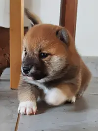 Shiba de Treheu