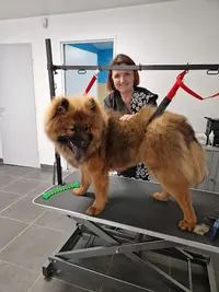 Barber Dogs