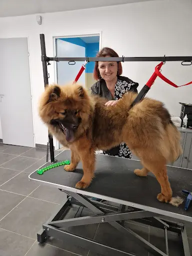 Barber Dogs