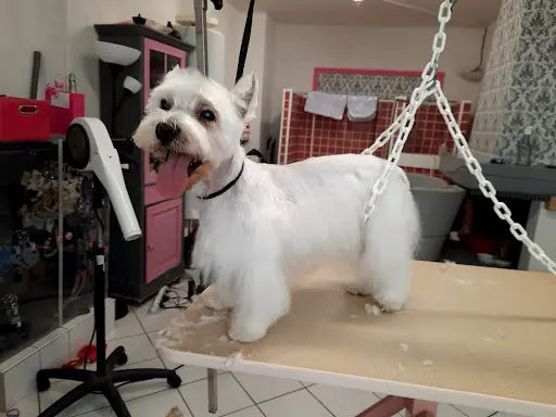 Cani’style Hygiène et Soins