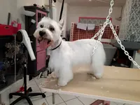 Cani’style Hygiène et Soins