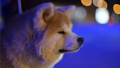 Elevage Canin - Akita Inu - la Montagne du Grand Est