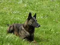 Domaine de la Veyssiere/domaine Elothib (elevage : Chiens et Chats)