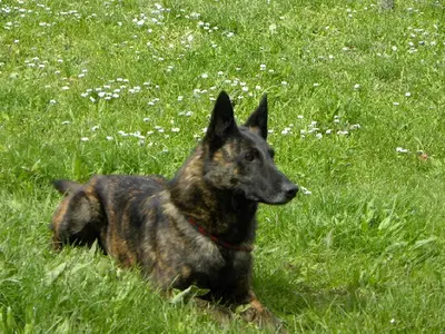 Domaine de la Veyssiere/domaine Elothib (elevage : Chiens et Chats)