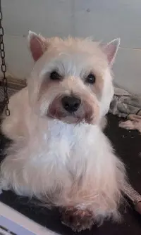 Dog Forever