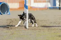 l'Instinct du Chien
