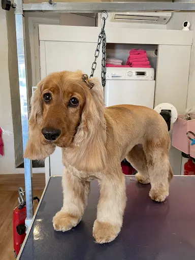 Animal Beauty, Salon de Toilettage, Valbonne Village.
